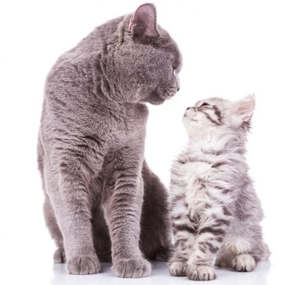 CHAT INFO CHAT chat info chat: