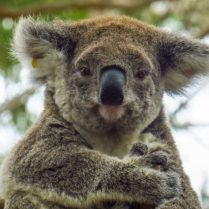 sejour_linguistique_australie_animaux_koala