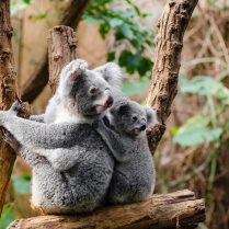lec-sejour-de-langue-en-australie-protection-koala