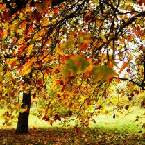 lec-voyage-linguistique-londres-jardins