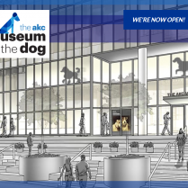 lec-sejour-linguistique-new-york-dog-museum