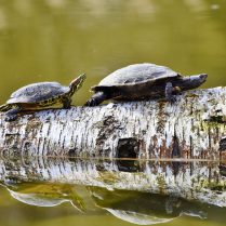 lec-sejour-linguistique-australie-eclosion-tortues-bundaberg